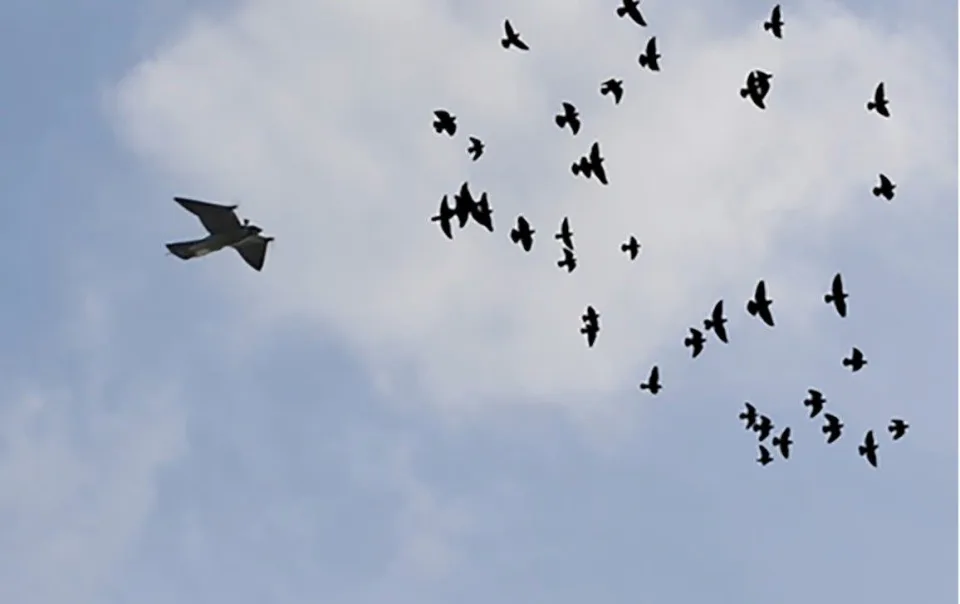 荷兰开发“猛禽”无人机驱赶鸟群 保护飞机免受伤害